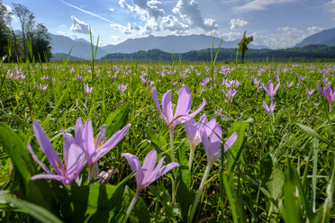 Germany, Bavaria, Murnauer Moos, Meadow saffron growing in the field - LBF02101