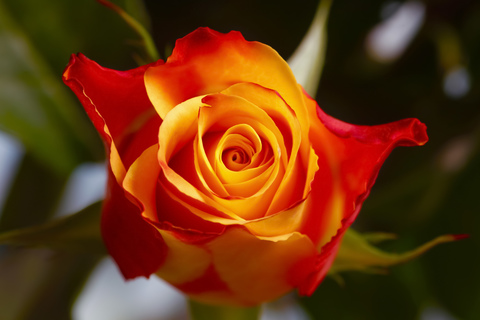 Red orange rose blossom, close-up stock photo