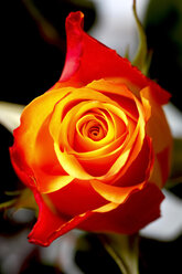 Rote orangefarbene Rosenblüte, Nahaufnahme - JTF01072