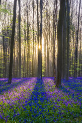 Blauglöckchenblüten im Laubbuchenwald im Hallerbos - AURF04923