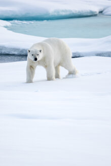 Bärenporträt, Ursus Maritimus, Spitzbergen, Svalbard - AURF04925