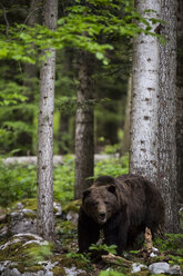 Braunbär im Wald, Ursus Arctos, Zabice, Slowenien - AURF04926