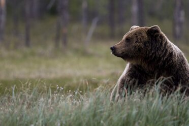 Braunbär sitzend in einem Grasfeld - AURF04929