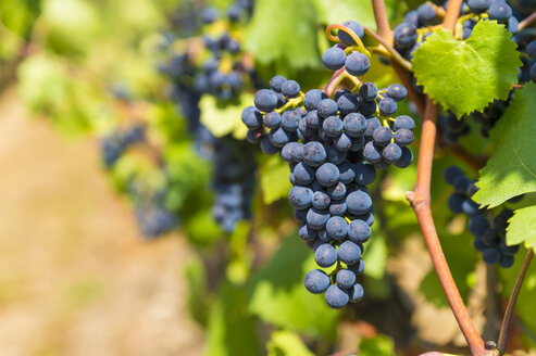 Germany, Rhineland-Palatinate, Mayschoss, Ahr Valley, vine stock, blue grape, close up - FRF00728