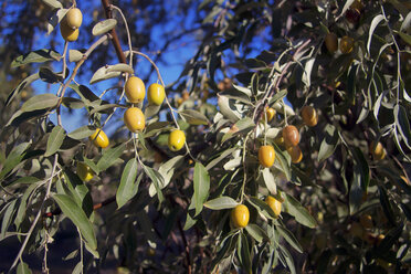 Green Olives Growing On An Olive Tree - AURF04952