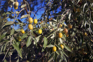 Grüne Oliven, die an einem Olivenbaum wachsen - AURF04952