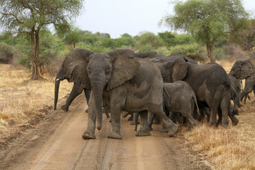 Elefantengruppe beim Überqueren eines Feldwegs im Zakouma-Nationalpark, Tschad - AURF04953