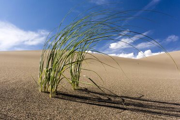 Gras wächst in den Sanddünen - AURF04969