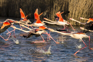 Eine Schar Flamingos im Flug - AURF04976