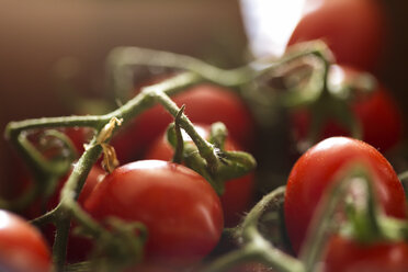 Rote Tomaten anbauen, Osteria Battaglino, Dogliani - AURF04981