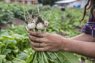 Frisch geerntete Radieschen auf einer Bio-Farm im Bundesstaat Washington. - AURF05026