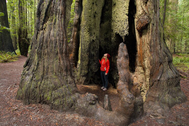 Founders Grove. Redwoods National Park, California, USA - AURF05029