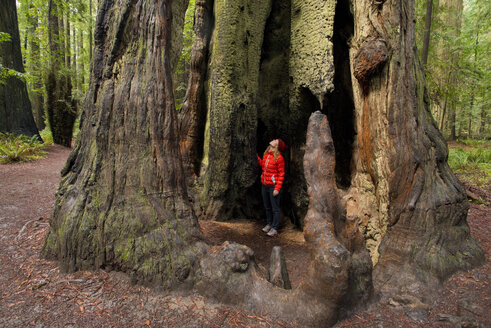 Founders Grove, Redwoods National Park, Kalifornien, USA - AURF05029