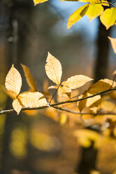 Detailansicht der Herbstblätter auf Zweig der Baum in Rhode Island - AURF05042