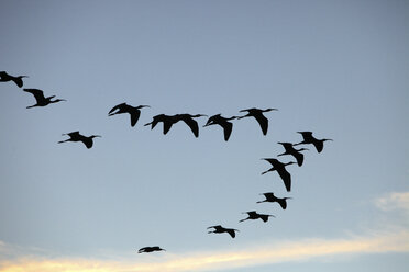 Ägypten Vögel fliegen auf dem Fluss Nil am späten Nachmittag - AURF05057