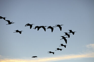 Egypt Birds Flying On The River Nile To The Late Afternoon - AURF05057