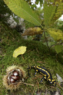 Europäischer Feuersalamander (Salamandra salamandra): Salamander in einem Walnusswald in den westlichen Bergen von Madrid - AURF05059