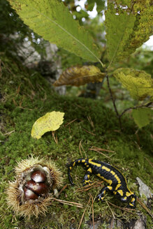 European fire salamander (Salamandra salamandra). Salamander in a walnut grove in the western mountains of Madrid - AURF05059