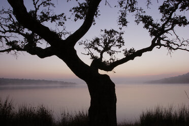 Encina bei Sonnenuntergang im Naturpark Cornalvo, Stausee Cornalvo, Caceres, Extremadura, Spanien - AURF05060