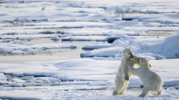 Kampf um Spaß auf dem Packeis, Ursus Maritimus, Spitzbergen, Svalbard - AURF05084