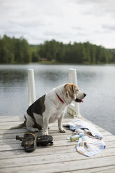 Dog Sitting On The Wooden Dock Alongside Lake In Adirondack - AURF05097