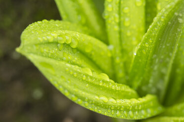 Close-up Of Wet Cabbage Leaves On The Trail To Crabtree Falls, Blue Ridge Parkway, North Carolina - AURF05120