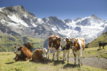 Eine Herde Alpenkühe weidet in den Bergen - AURF05174