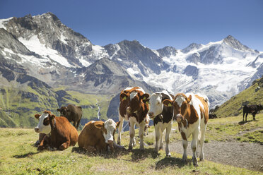Herd of alpine cows grazing in mountains - AURF05174
