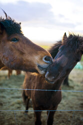 Icelandic Horses Playing At Sunset On A Farm - AURF05176