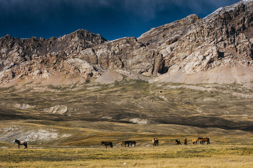 Pferde im Tien-Shan-Gebirge - AURF05205