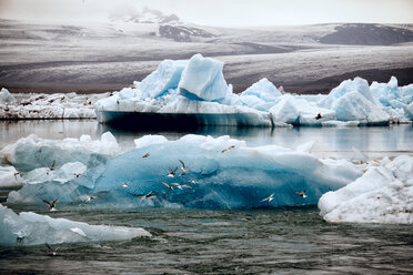 Eisberge und Seeschwalben auf Jokulsarlon - AURF05209