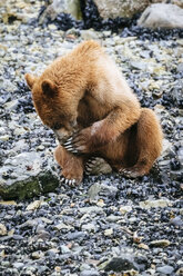 Junger Küstenbraunbär im Muir Inlet, Glacier Bay National Park, Alaska, USA - AURF05212