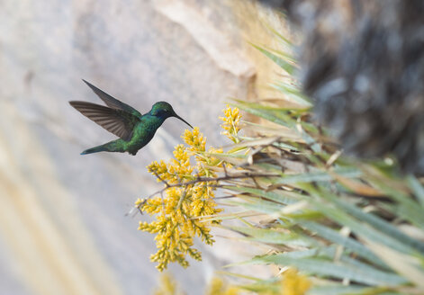 Humming-bird - Venezuela Expedition 