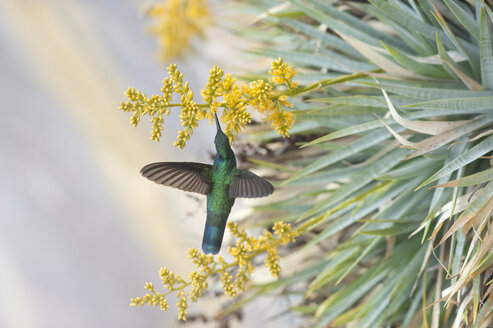 Humming-bird - Venezuela Expedition 