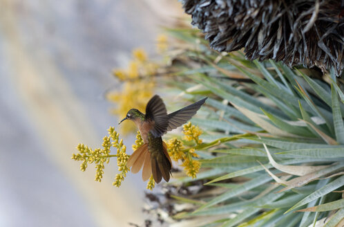 Humming-bird - Venezuela Expedition 