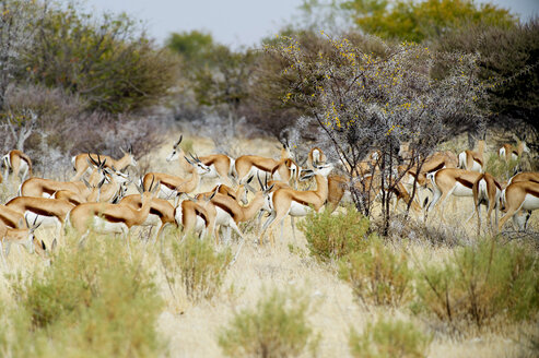 Herde Springböcke (Antidorcas marsupialis), Etosha-Nationalpark, Namibia - AURF05232