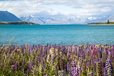 Lupinen in voller Blüte an den Ufern des Pukaki-Sees, Neuseeland - AURF05246