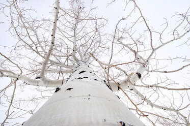 Low Angle View Of Massive Aspen Baumstamm - AURF05302