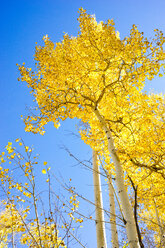 Blick auf einen goldenen Espenbaum mit blauem Himmel dahinter - AURF05303