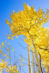 Looking up at a golden aspen tree with blue sky behind - AURF05303