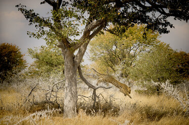 Leopard (Panthera pardus) springt von einem Baum, Etosha-Nationalpark, Namibia - AURF05316