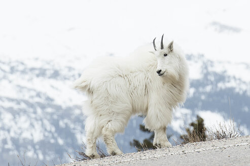 Mountain goat on the side of the road during the winter - AURF05347