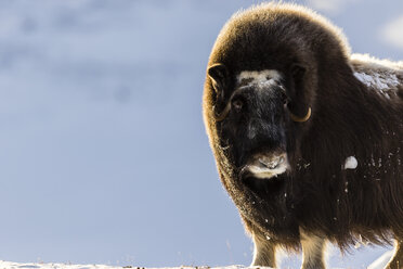 Musc ox standing on the snow - AURF05357