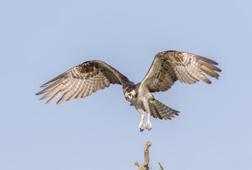 Fischadler, Pandion haliaetus, bei der Landung in seinem Nest vor blauem Himmel. - AURF05369