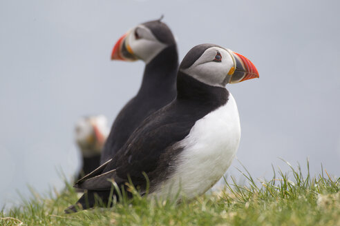 Papageientaucher auf der Insel Mykines, Färöer Inseln - AURF05431