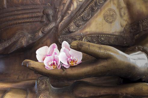Hand of buddha statue with orchids - CMF00846