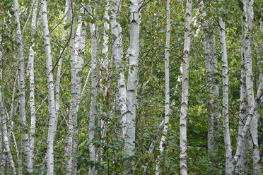 Germany, birch forest - JTF01078