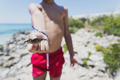 Close-up of boy holding a crab on the beach stock photo