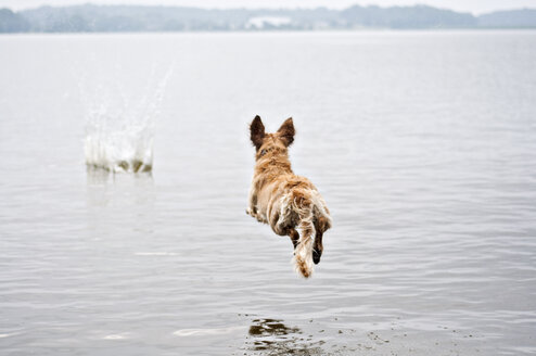 Golden Retriever Hund springt in den See - AURF05448