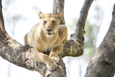 Löwin (Panthera leo) auf einem Baum, Masai Mara National Reserve, Kenia - AURF05450